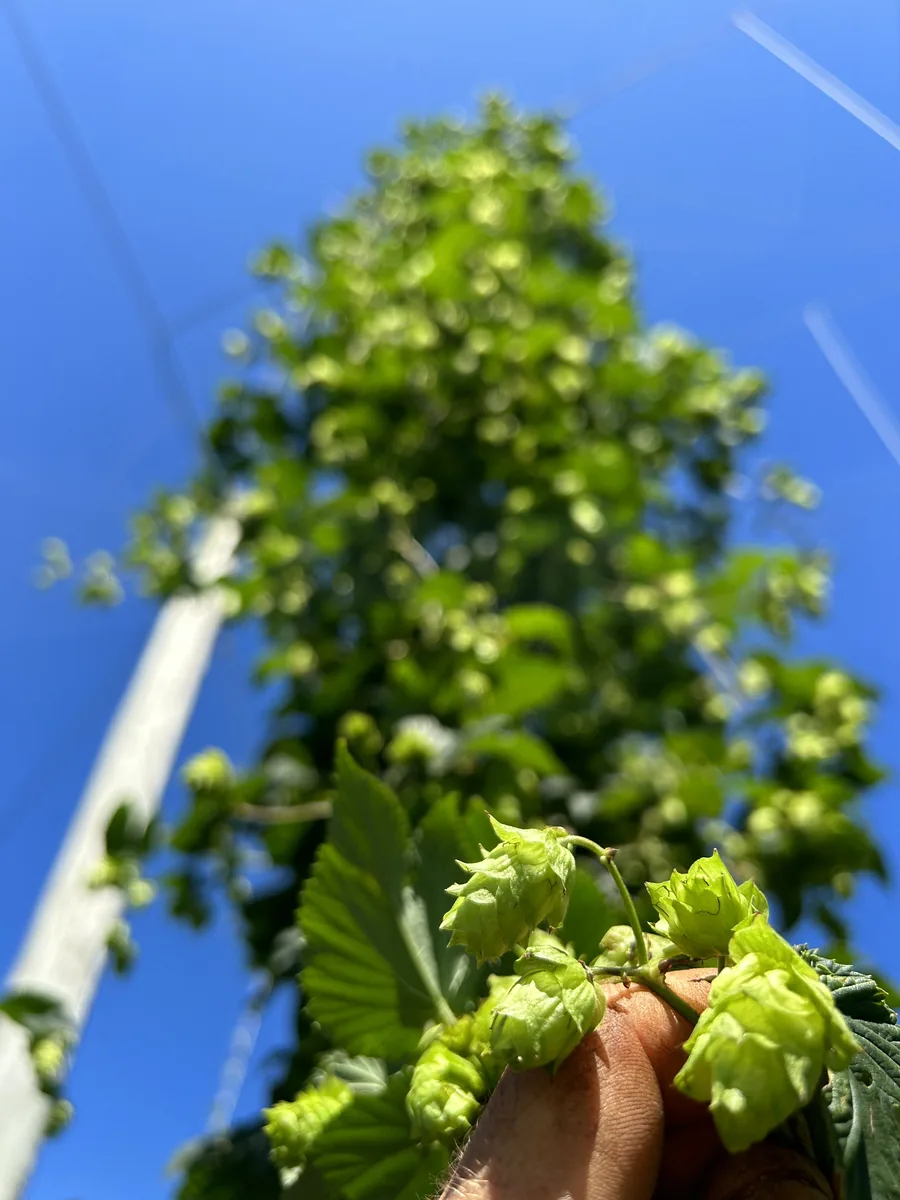 Lúpulo Magnum na lavoura da Fazenda São Pedro