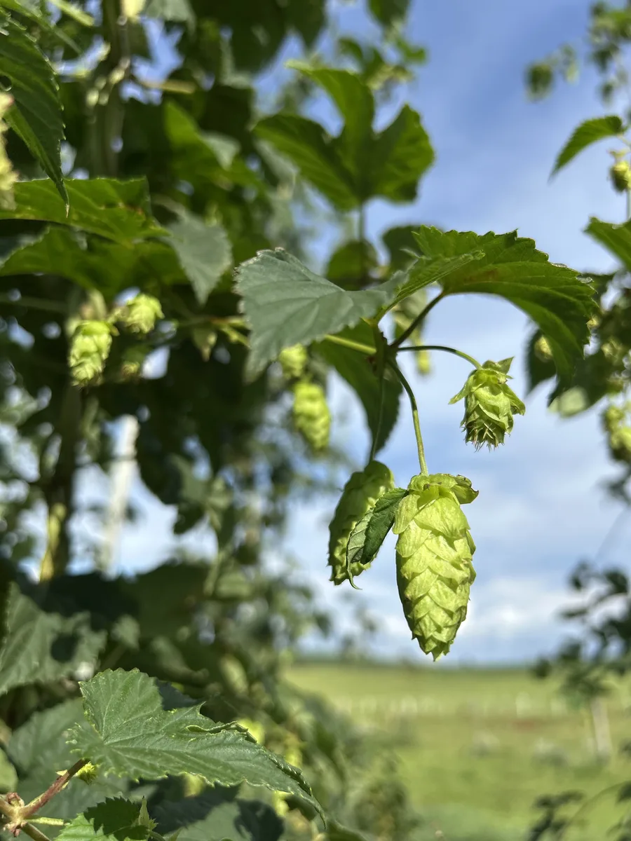 Lúpulo Mittelfrüh na lavoura da Fazenda São Pedro